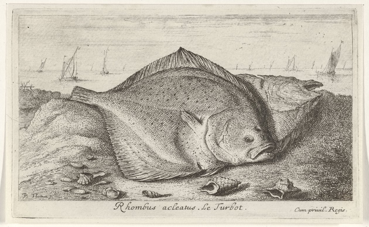 اثنين من الطربوت على الشاطئ المعين acleatus. لو توربوت. (العنوان على الكائن) الأسماك والمخلوقات البحرية الأخرى - السلسلة الثالثة للمياه المالحة (عنوان السلسلة) Poissons de Mer (عنوان السلسلة) بواسطة ألبرت فلمش