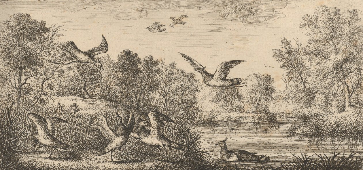 فانيلوس ، Vanneau The Lapwing: Livre d'Oyseaux Book of Birds ، 1655-1660. بواسطة ألبرت فلمش