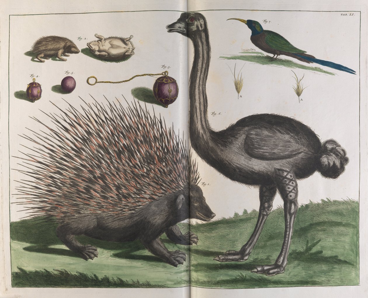 Malacca Hedgehog ، Erinaceus malaccensis ، و النعامة Struthio carmelis بواسطة ألبرتوس سيبا
