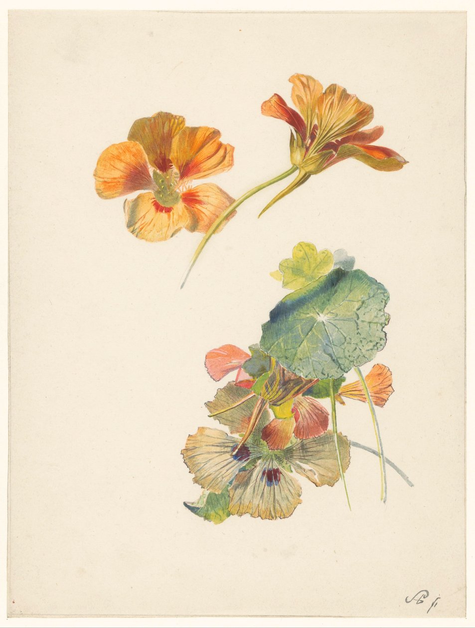 ورقة دراسة مع nasturtiums بواسطة ألبرت ستينبيرجين