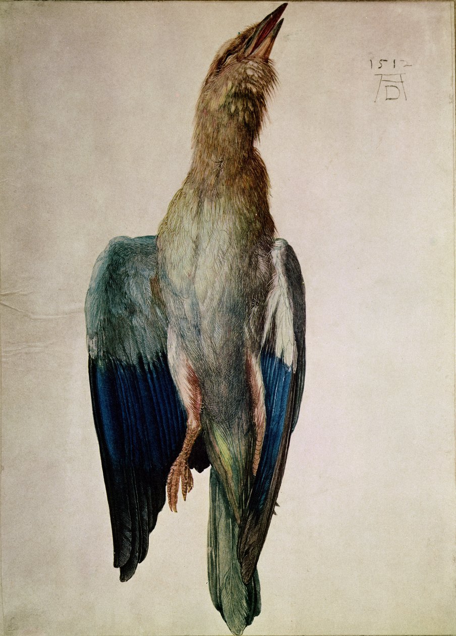 Blue Crow ، 1512 (المرحاض والغواش على الرق) بواسطة ألبريشت دورر