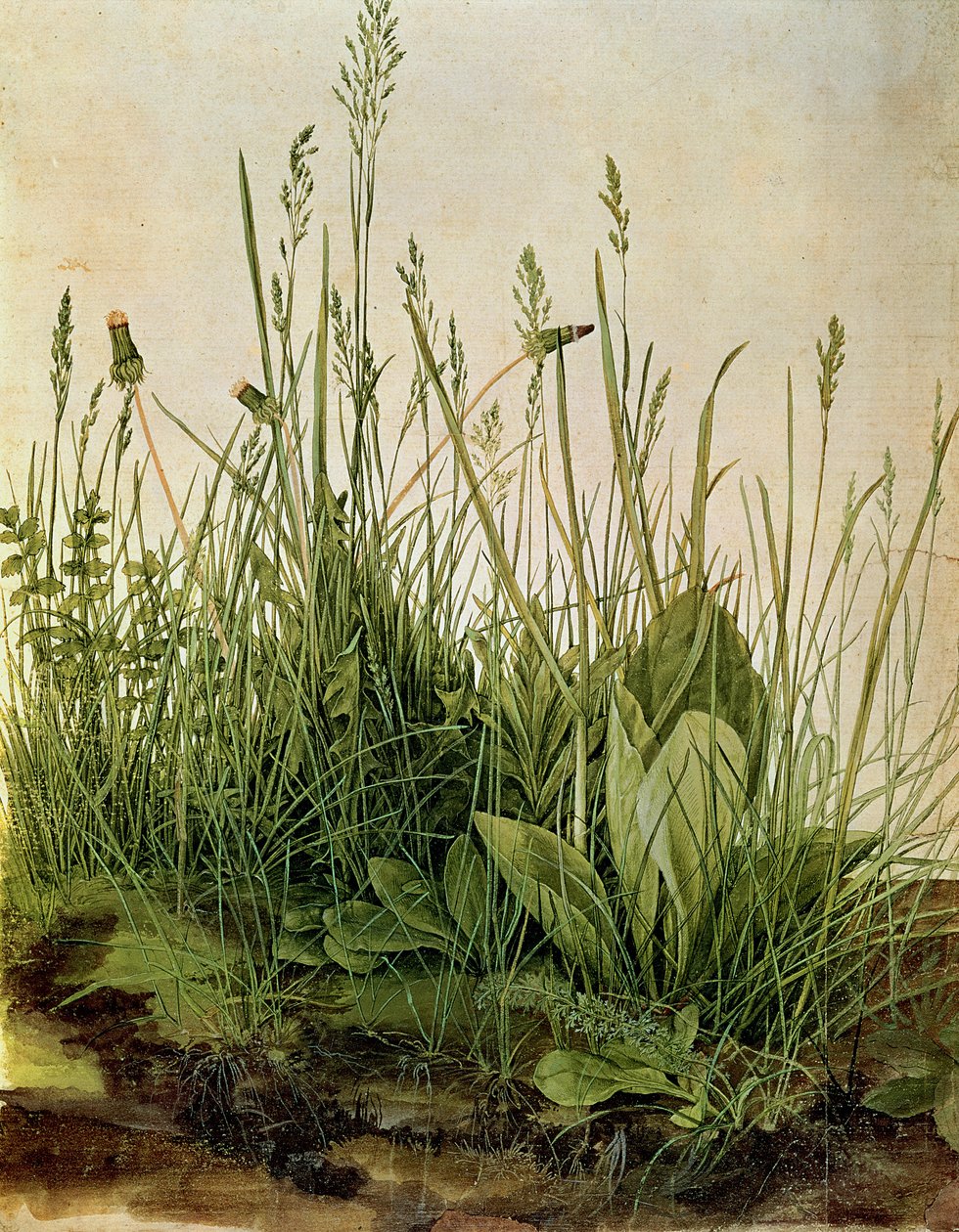 The Great Piece of Turf ، 1503 (ألوان الجسم ، مع ارتفاع أبيض معتم على الرق) بواسطة ألبريشت دورر