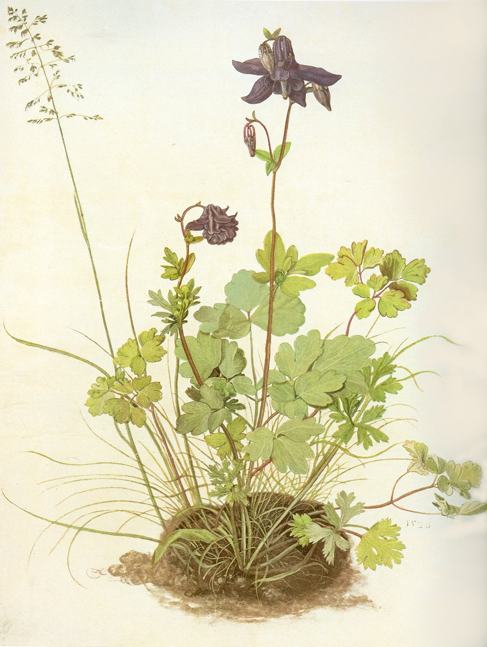 Aquilegia ، 1526 (مرحاض وجواش على الرق ، مرتفع بالأبيض) بواسطة ألبريشت دورر