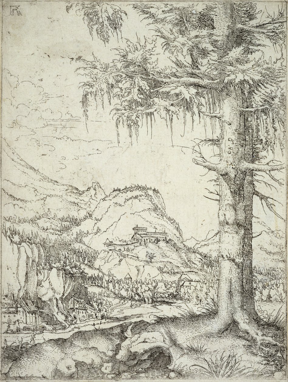 شجرة التنوب الكبيرة ، c.1520 بواسطة ألبريشت التدورفر