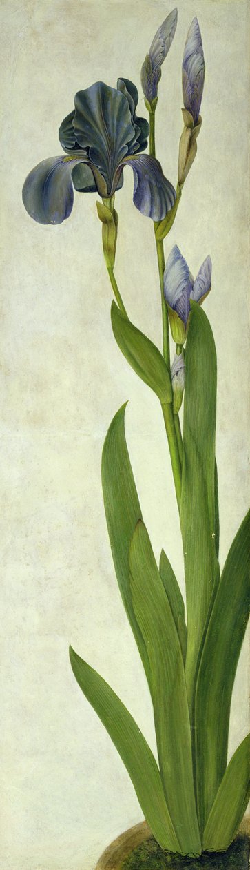 An Iris (مرحاض وورق على ورق) بواسطة ألبريشت دورر