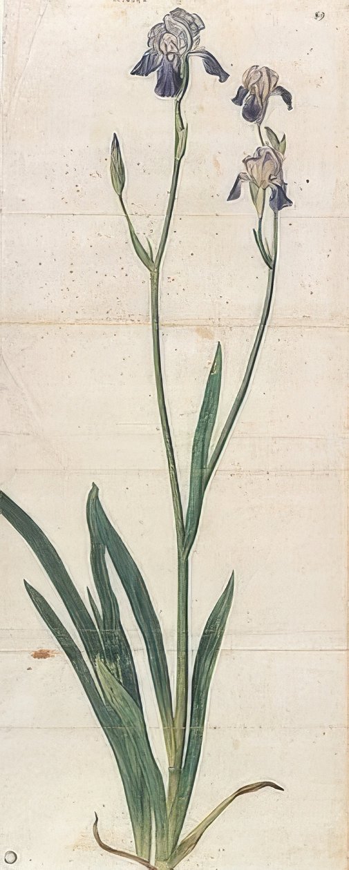 القزحية المزهرة الزرقاء - Iris Germanica (Iris Trojana؟). حوالي 1503 بواسطة ألبريشت دورر