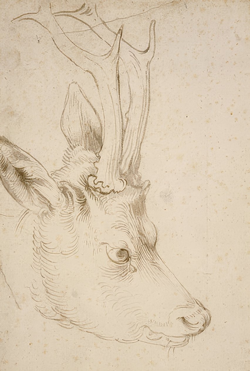 رأس Roebuck. حوالي 1503 بواسطة ألبريشت دورر