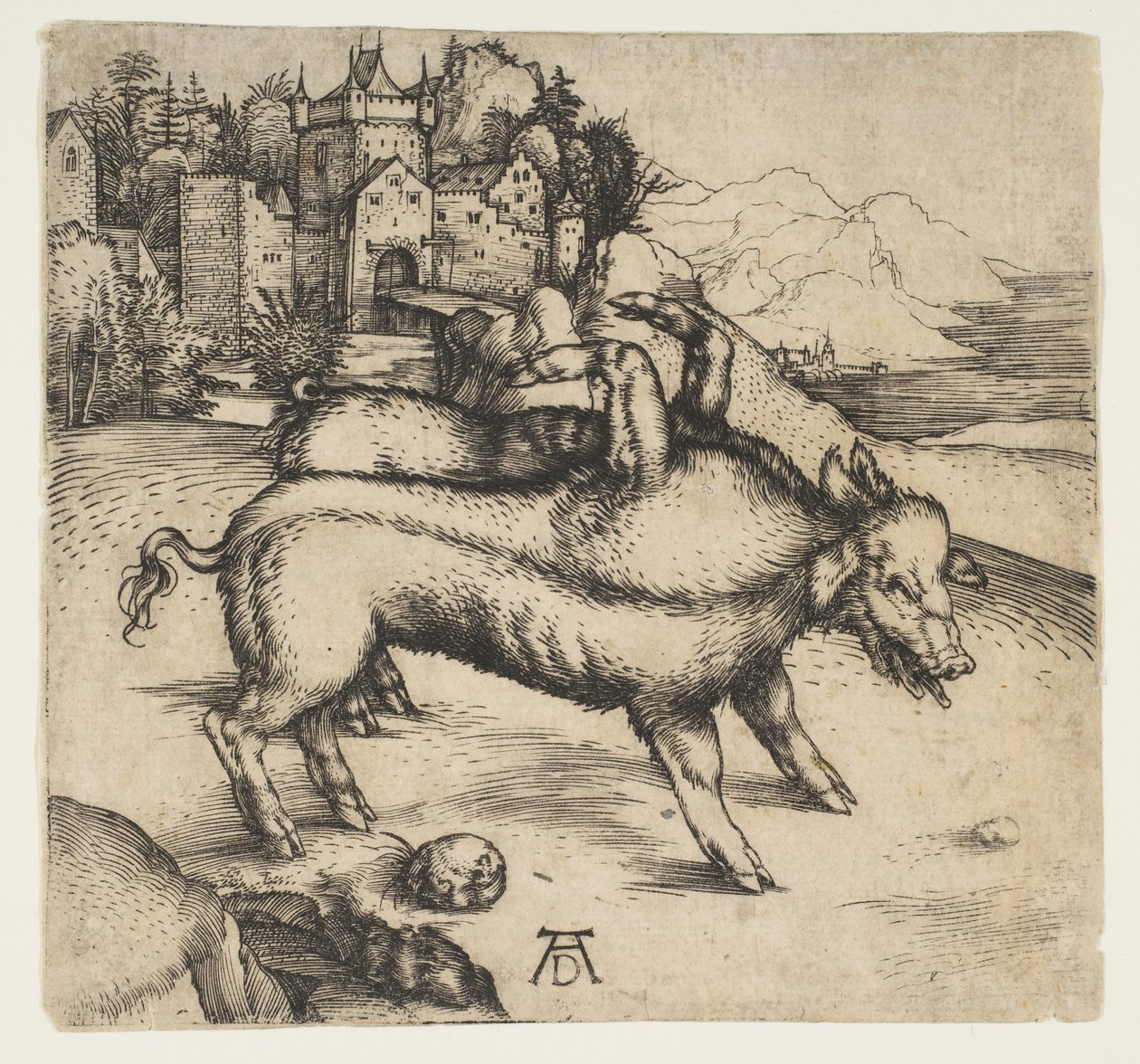 الخنزير الوحشي لاندسر ، كاليفورنيا. 1496. بواسطة ألبريشت دورر