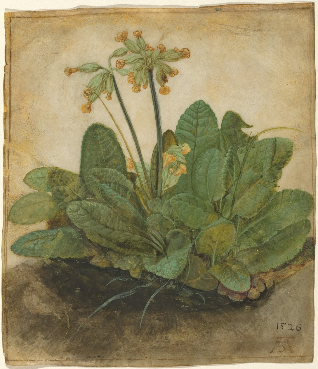 خصلة من Cowslips بواسطة ألبريشت دورر