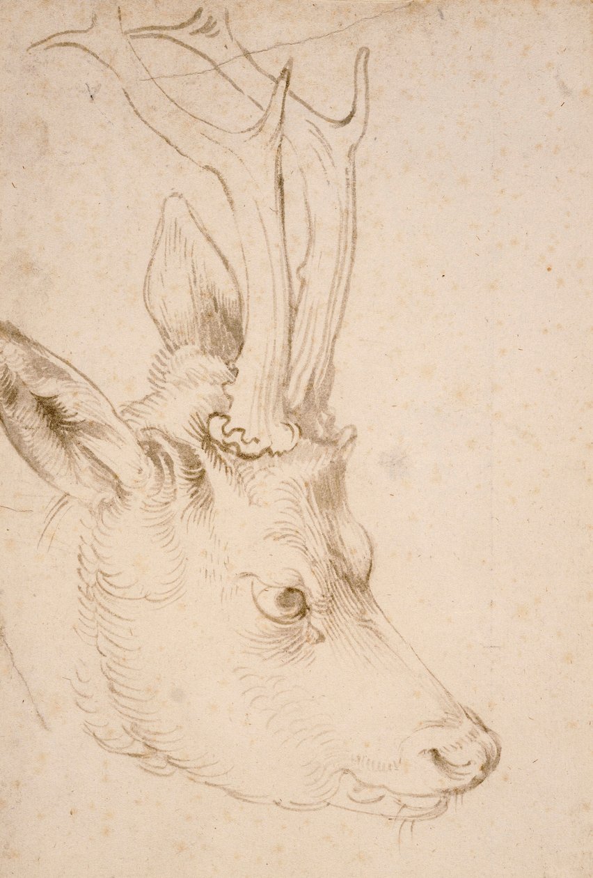 Tete de chevreuil male - Dessin de Albrecht Durer (1471-1528)، vers 1503 - Head of a Roebuck - Pen and Brush ، الحبر الرمادي والبني على الورق بواسطة Albrecht Durer (1471-1528) ، ca1503 - 22،8x15،3 cm - متحف نيلسون أتكينز للفنون ، كانساس سيتي ، ميسوري بواسطة ألبريشت دورر