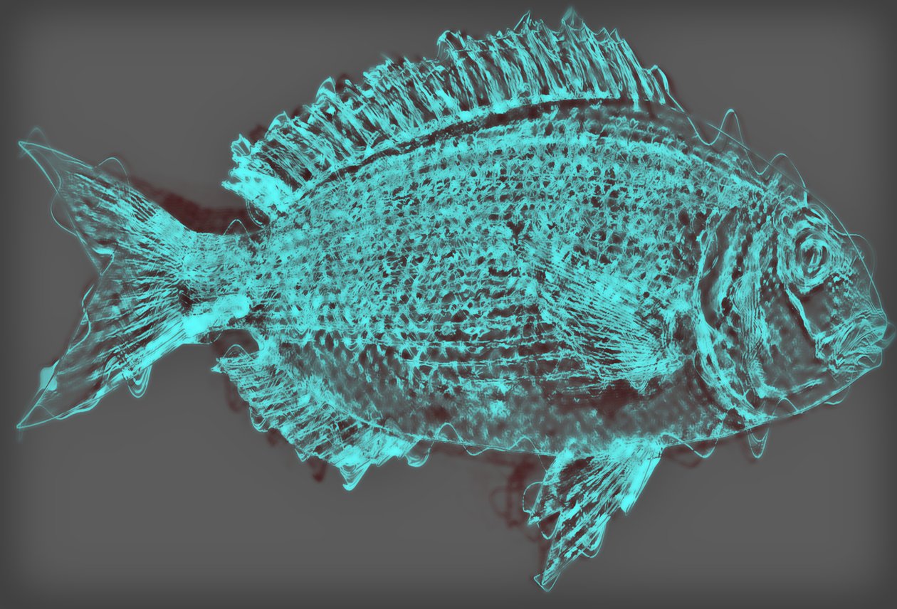 fish II، 2020 (وسائط مختلطة) بواسطة أليكس كامينكر