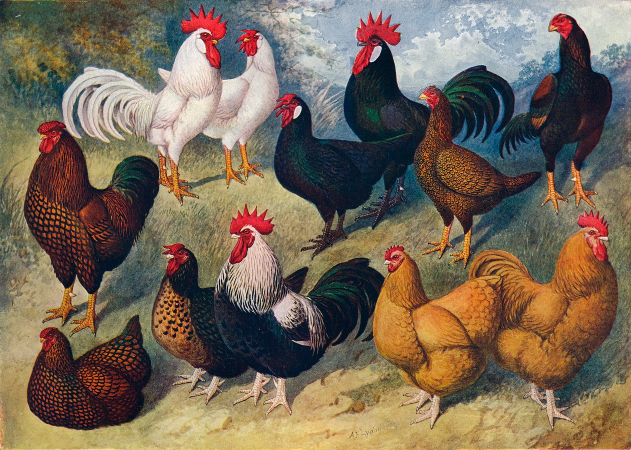 سلالات الدواجن c1903 c1910 بواسطة ألكسندر فرانسيس ليدون