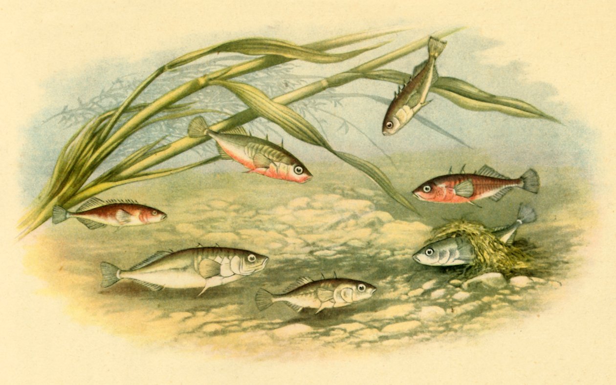 "Sticklebacks" ، 1879 ، 1943. بواسطة ألكسندر فرانسيس ليدون