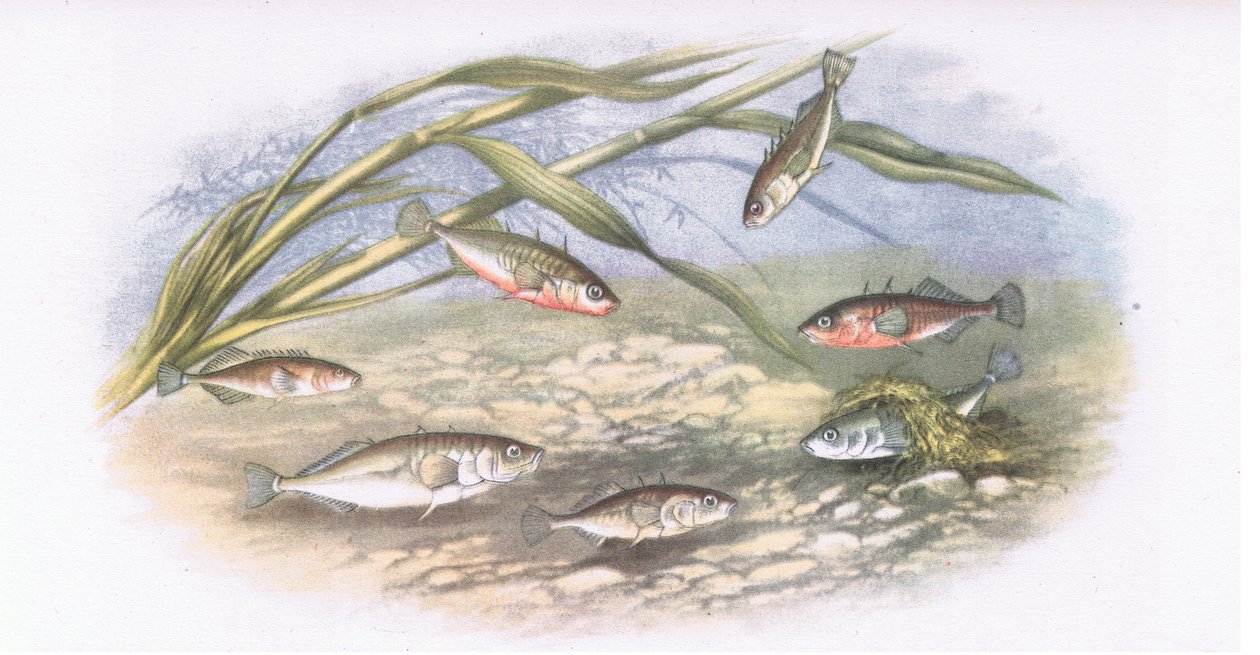 Sticklebacks ، الطبيعة في بريطانيا نشرها كولينز ، 1946 بواسطة ألكسندر فرانسيس بعد ليدون