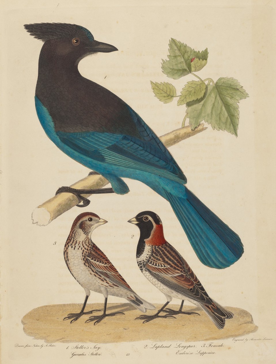 Stellar's Jay و Lapland Longspur و Female بواسطة الكسندر لوسون بعد الكسندر رايدر