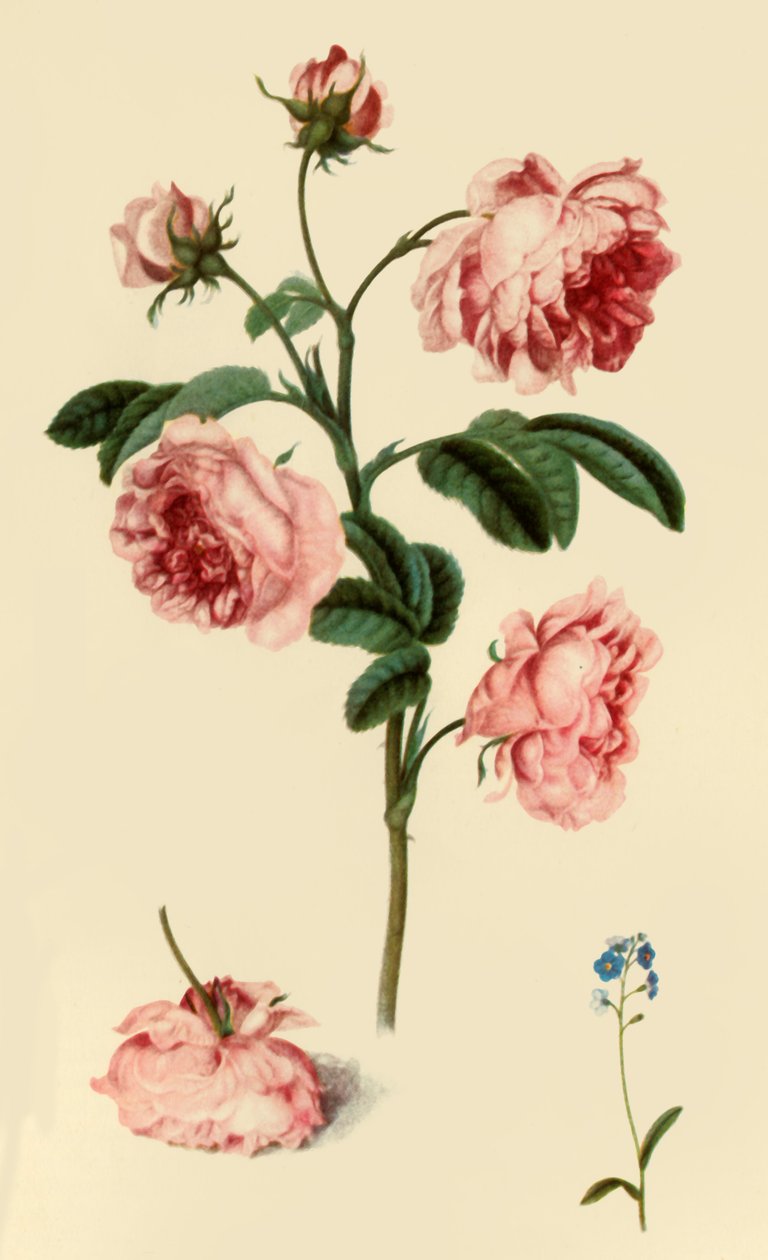 'Rosa Provincialis and Forget-Me-Not' ، 1680 ، 1946. بواسطة الكسندر مارشال