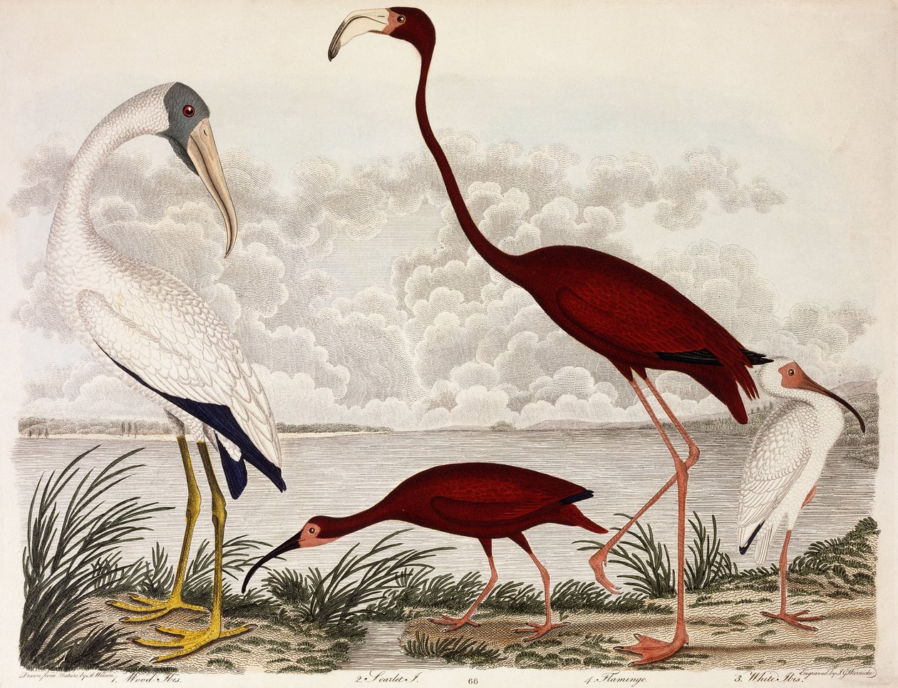 Wood Ibis ، Scarlet Flamingo ، White Ibis ، c.1828-1829 بواسطة ألكسندر ويلسون
