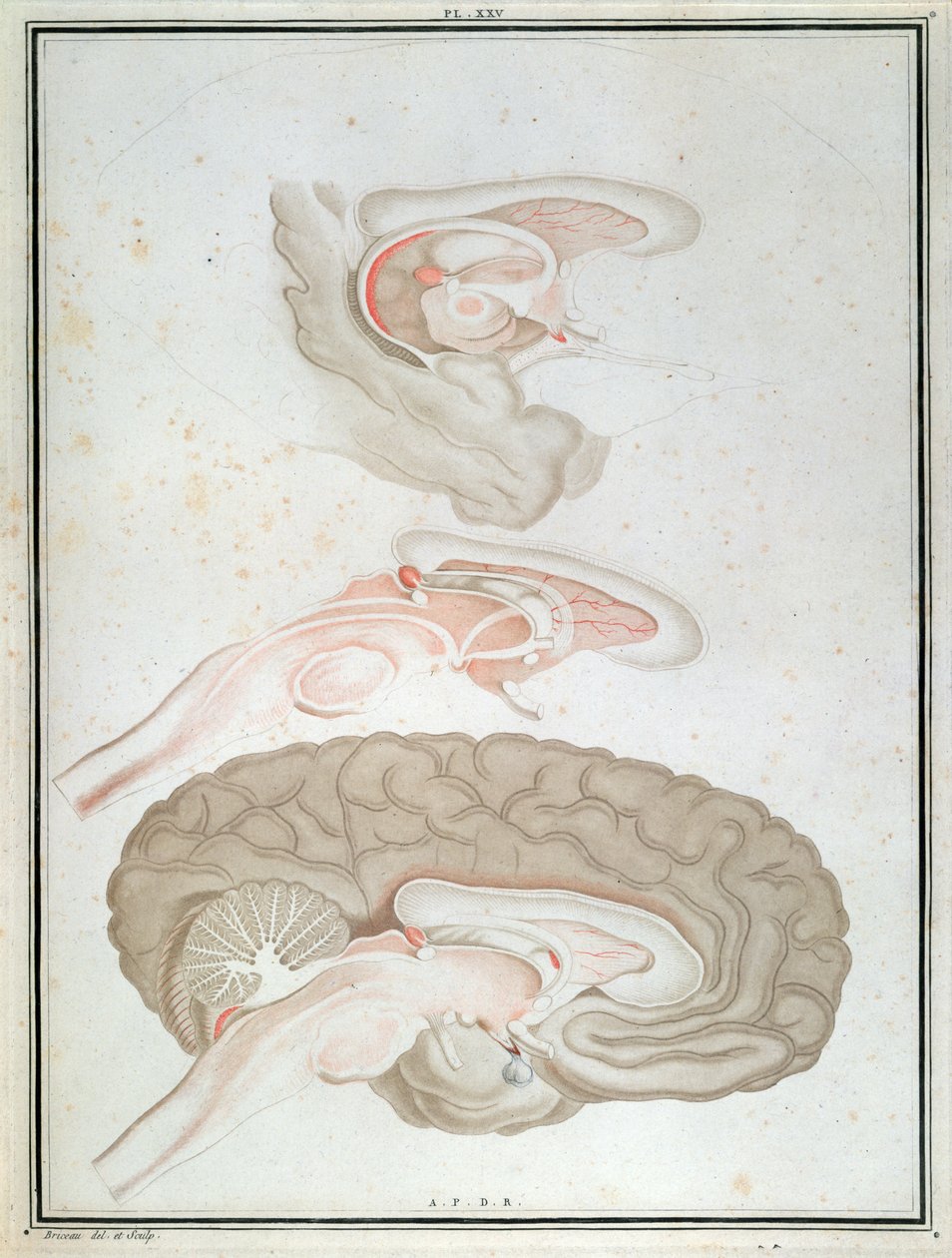 المقطع العرضي للدماغ ، من "Traite d&39;Anatomie et de Physiologie" بقلم فيليكس فيك دازير (1748-1794) 1786 بواسطة ألكسندر بريسو
