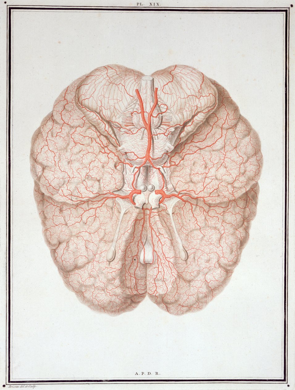 الدماغ ، من "Traite d&39;Anatomie de Cerveau" بقلم فيليكس فيك دازير (1748-1794) 1786 بواسطة ألكسندر بريسو