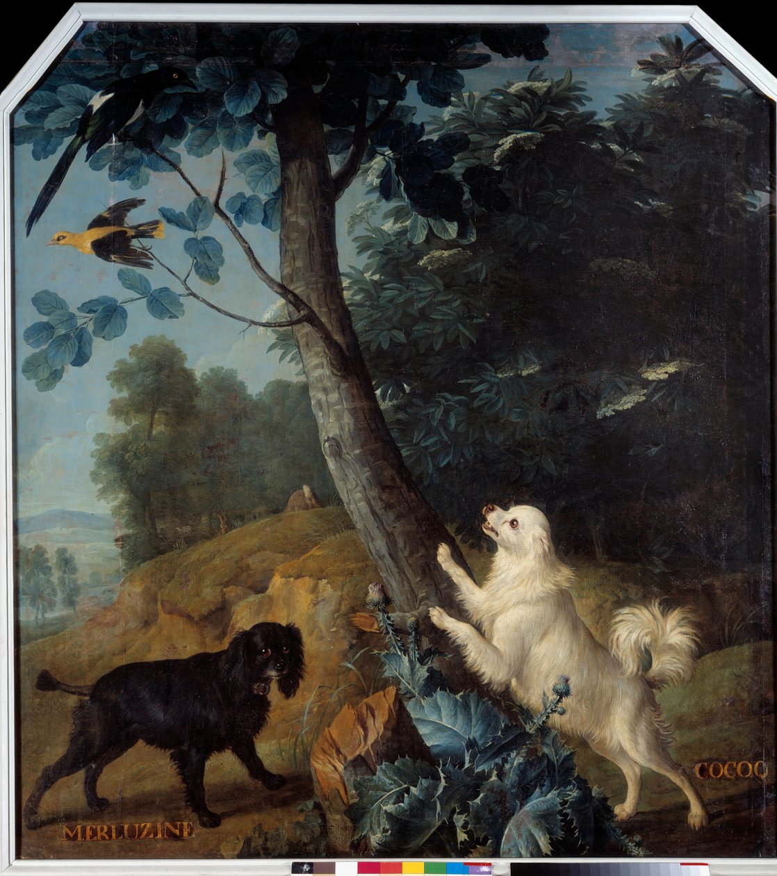 Merluzine و Cocoq ، كلاب لويس الرابع عشر (1638-1715). لوحة فرانسوا ديسبورتس (1661-1743) بواسطة الكسندر فرانسوا ديسبورتس
