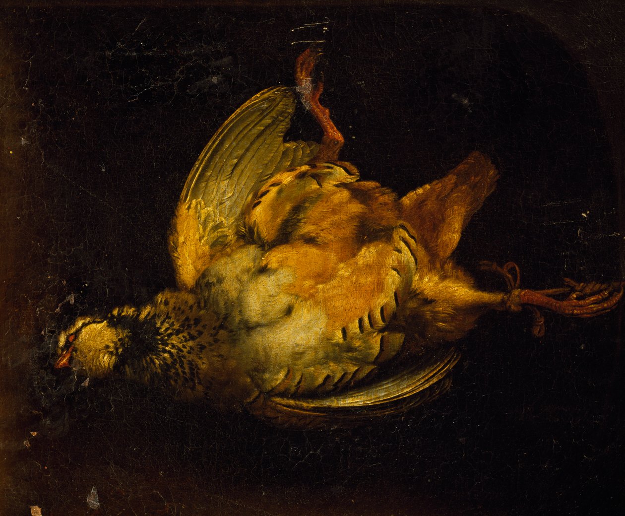 Still life with partridge, painting by Alexandre-Francois Desportes (1661-1743), France بواسطة الكسندر فرانسوا ديسبورتس