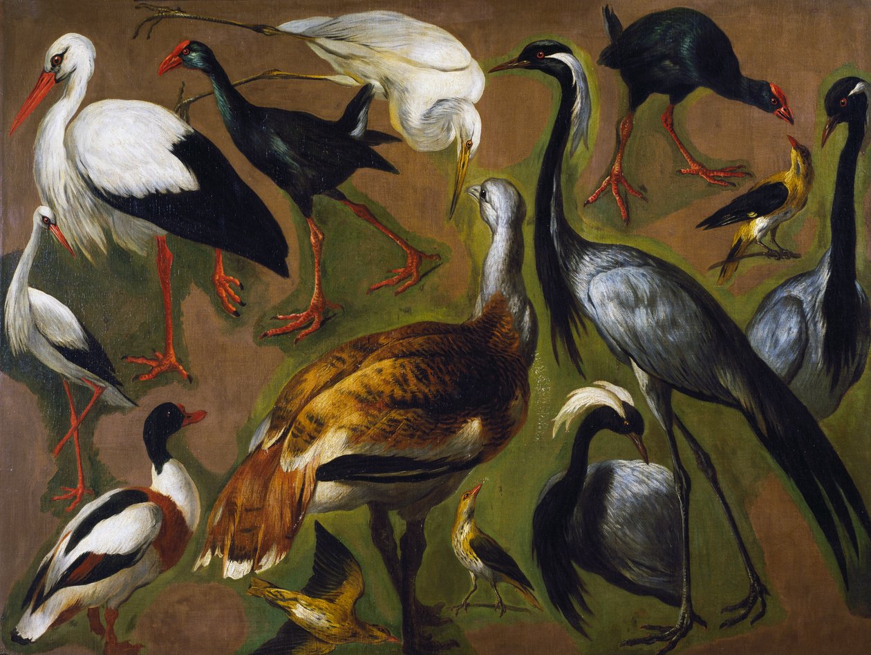 Study of birds, by Alexandre-Francois Desportes (1661-1743), France بواسطة الكسندر فرانسوا ديسبورتس