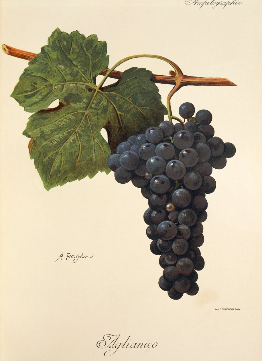عنب Aglianico بواسطة A. Kreyder بواسطة الكسيس كريدر
