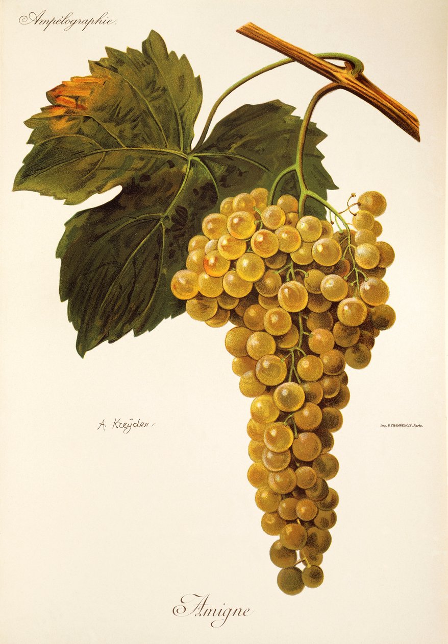 Amigne Grape بواسطة A. Kreyder بواسطة الكسيس كريدر