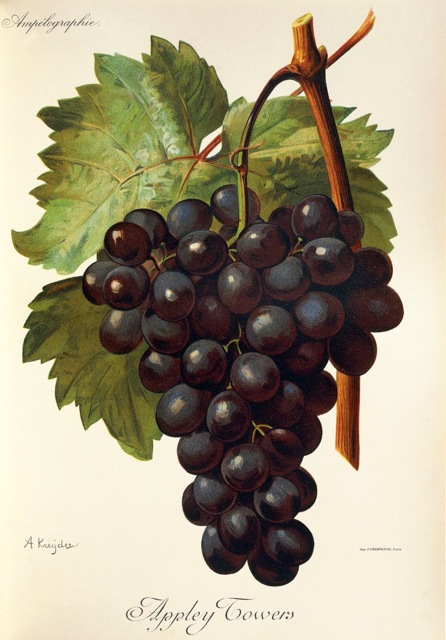 أبلي تاورز عنب. رسم توضيحي لـ A. Kreyder. ، Pessione ، من Traite General de Viticulture. أمبيلوجرافي بواسطة الكسيس كريدر