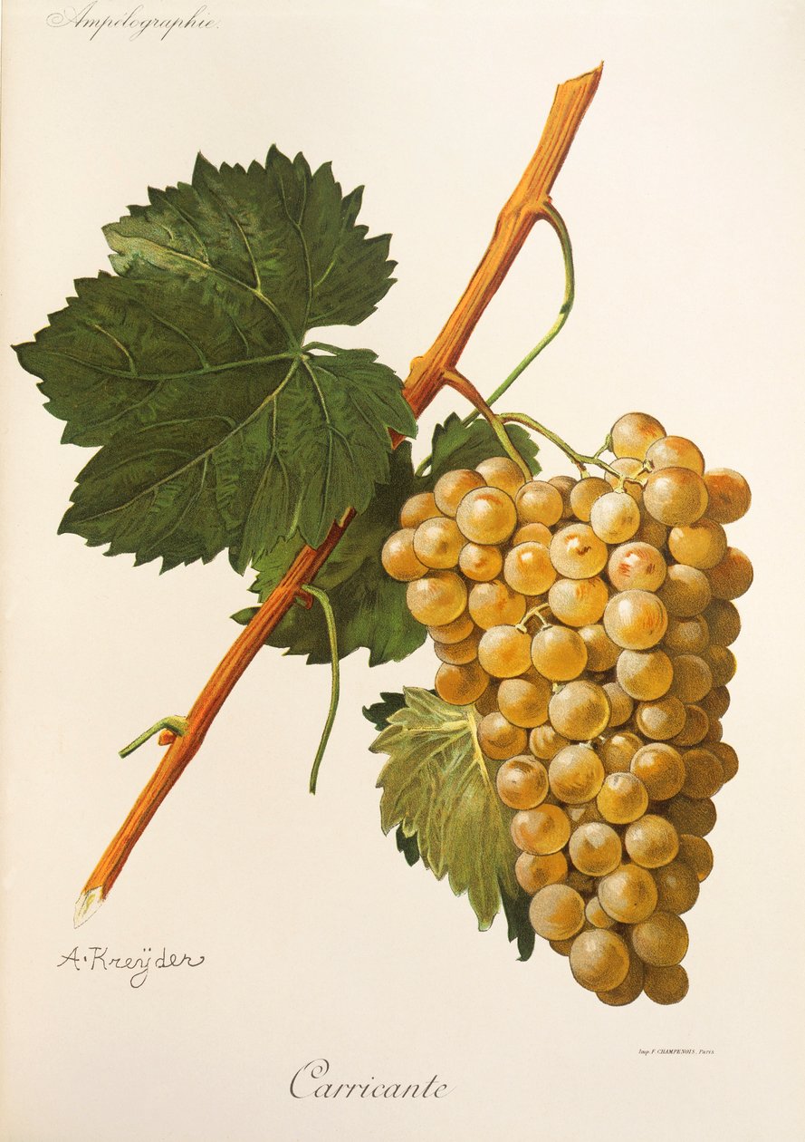 عنب Carricante من A Kreyder بواسطة الكسيس كريدر