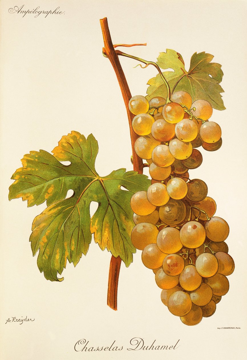 عنب Chasselas Duhamel بواسطة A. Kreyder بواسطة الكسيس كريدر