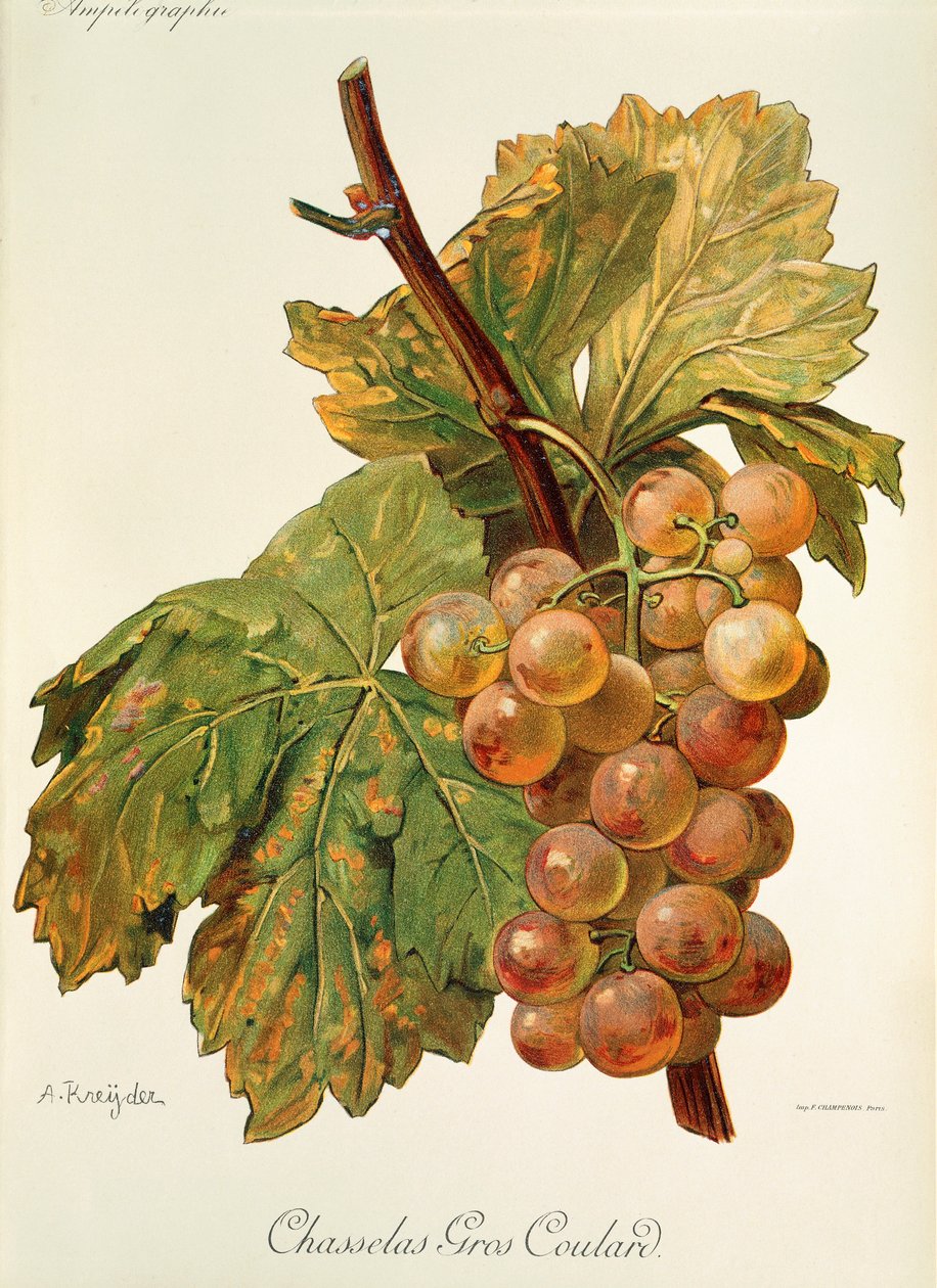 عنب Chasselas Gros Coulard بواسطة A. Kreyder بواسطة الكسيس كريدر