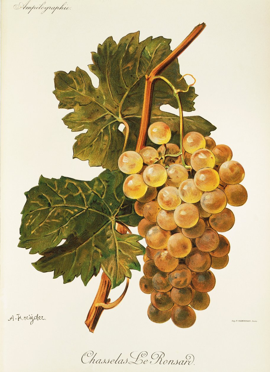 عنب Chasselas Le Ronsard بواسطة A. Kreyder بواسطة الكسيس كريدر