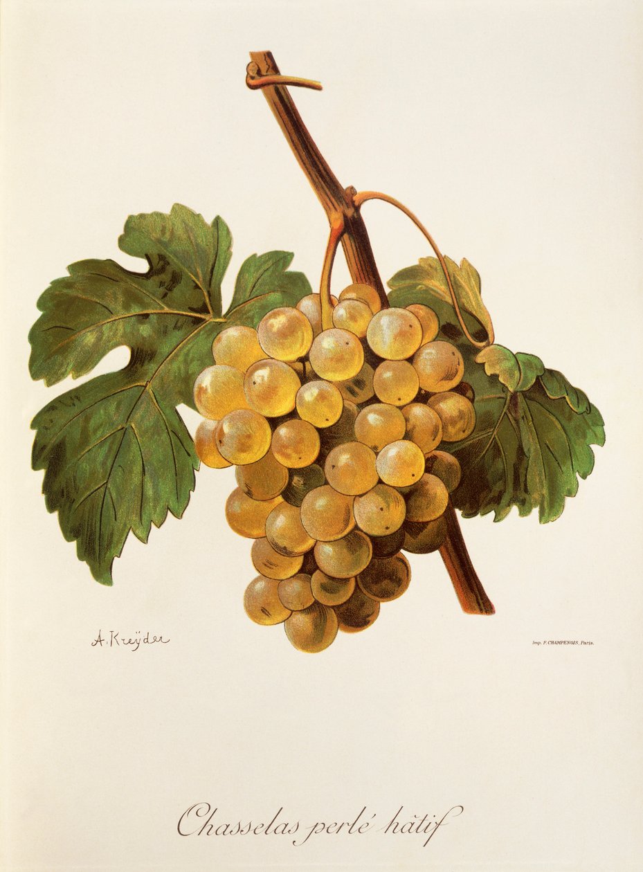 عنب Chasselas Perle 