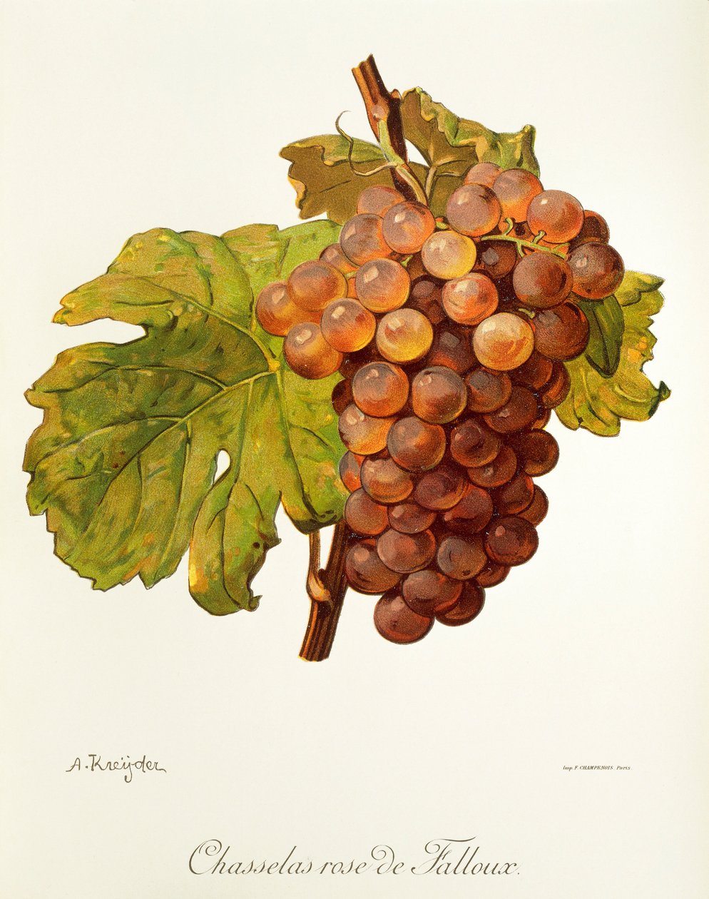 عنب Chasselas Rose de Falloux بواسطة A. Kreyder بواسطة الكسيس كريدر