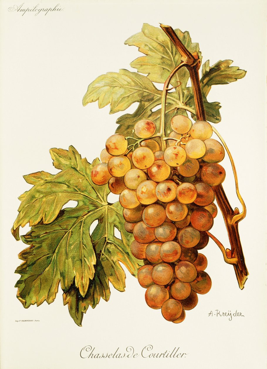 عنب Chasselas de Courtiller بواسطة A. Kreyder بواسطة الكسيس كريدر