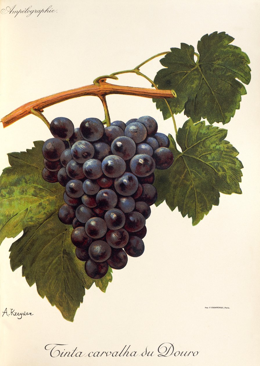 عنب Tinta Carvalha du Douro بواسطة A. Kreyder بواسطة الكسيس كريدر
