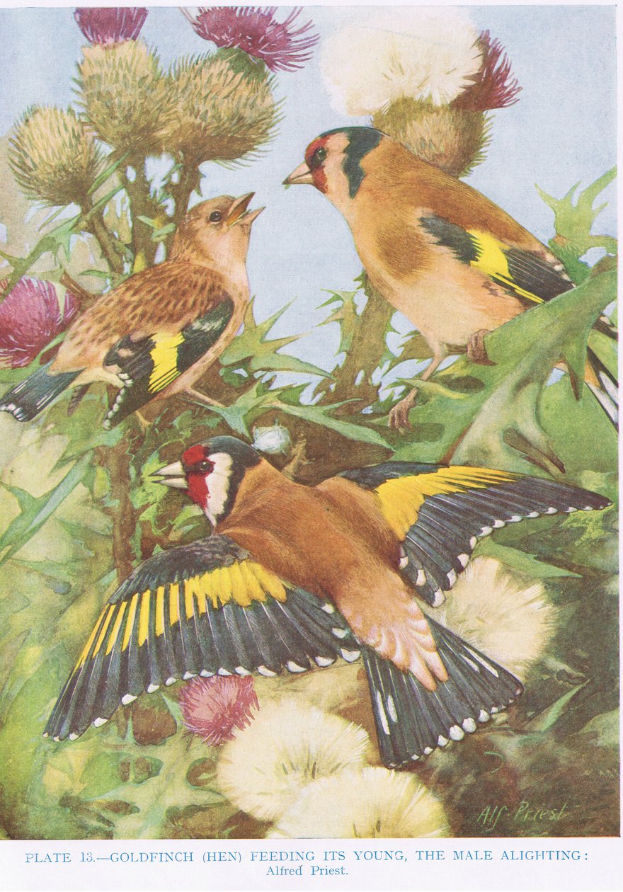 Goldfinch تغذي صغارها ، رسم توضيحي من "الطيور البريطانية" بقلم كيركمان وجوردان ، 1966 بواسطة الفريد كاهن