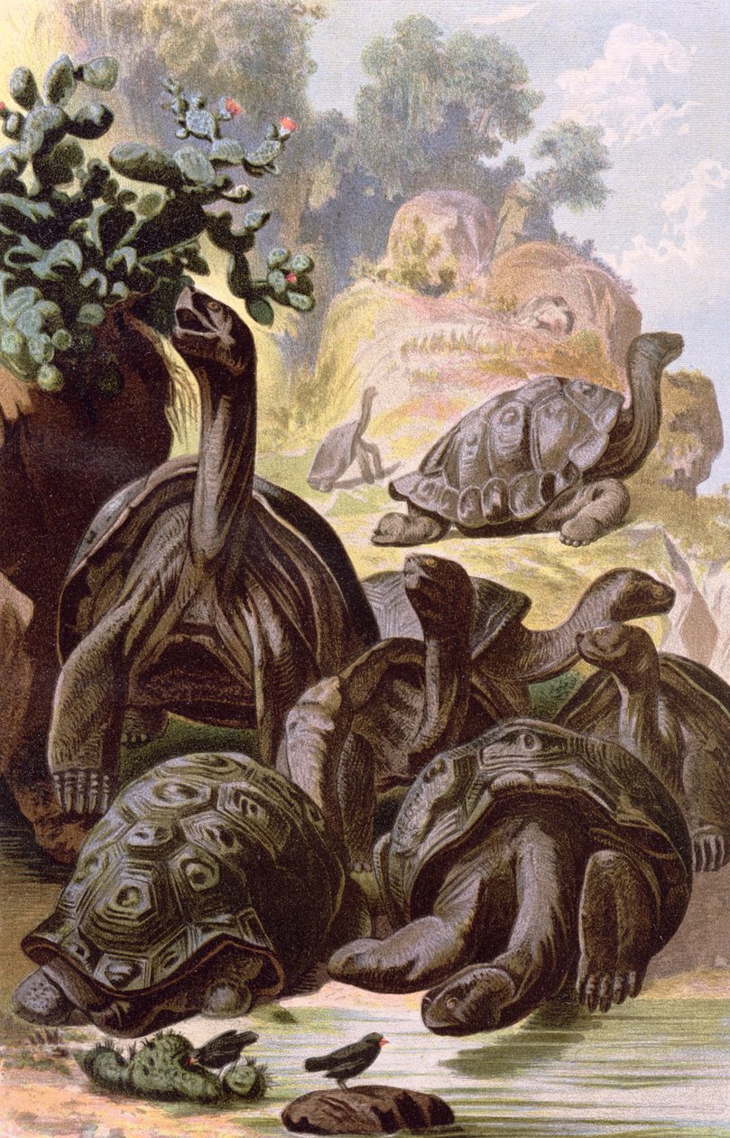 السلاحف العملاقة من جزر غالاباغوس ، من كتاب التاريخ الطبيعي ، 1887 بواسطة الفريد بريهم