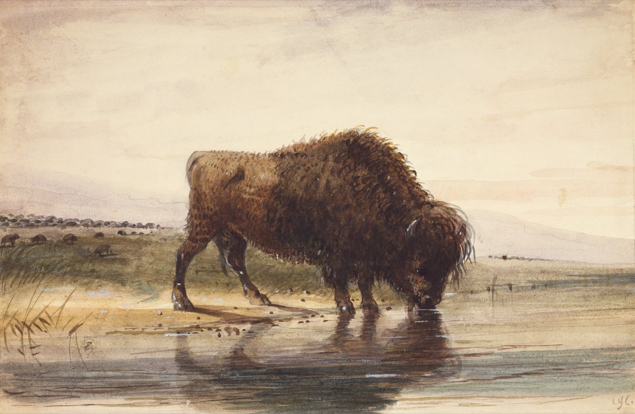 الثور الجاموس ، حوالي عام 1837 (ألوان مائية على ورق) بواسطة ألفريد جاكوب ميلر