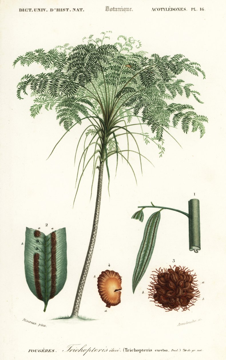 Treefern ، أنواع Cyathea. ، 1849 (نقش) بواسطة ألفريد ريوكريو