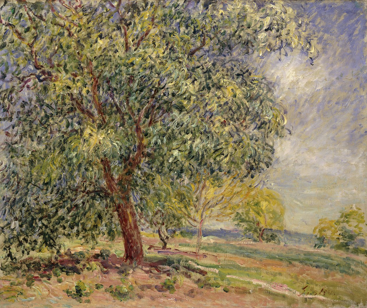 شجرة الجوز في Sablons في الربيع ؛ Noyers aux Sablons ، Primptemps ، 1885 بواسطة الفريد سيسلي