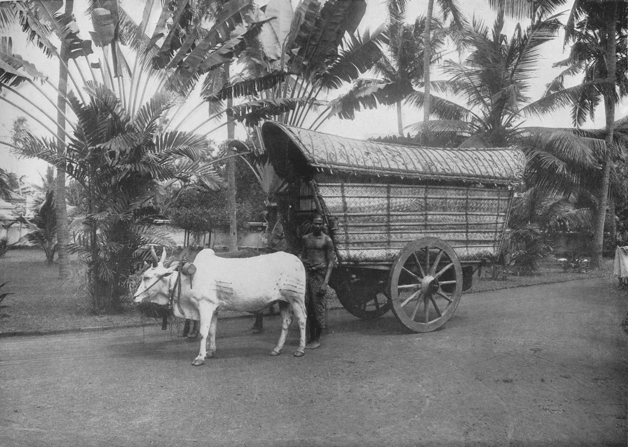 عربة سيلان بولوك ، c1890 ، 1910 بواسطة لوحة ألفريد ويليام أماندوس