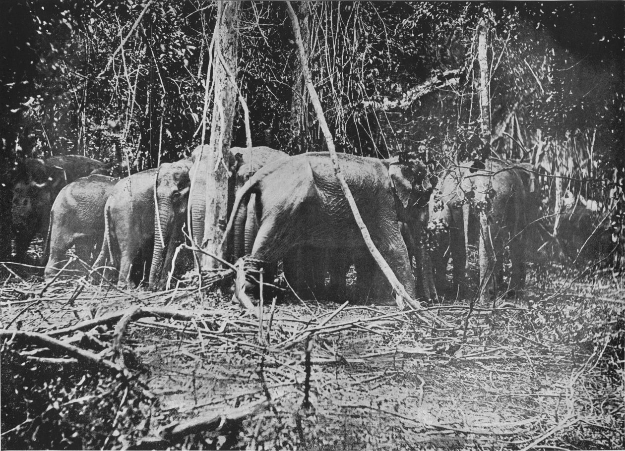 محاولة إنقاذ البقرة المقيدة ، c1890 ، 1910 بواسطة لوحة ألفريد ويليام أماندوس