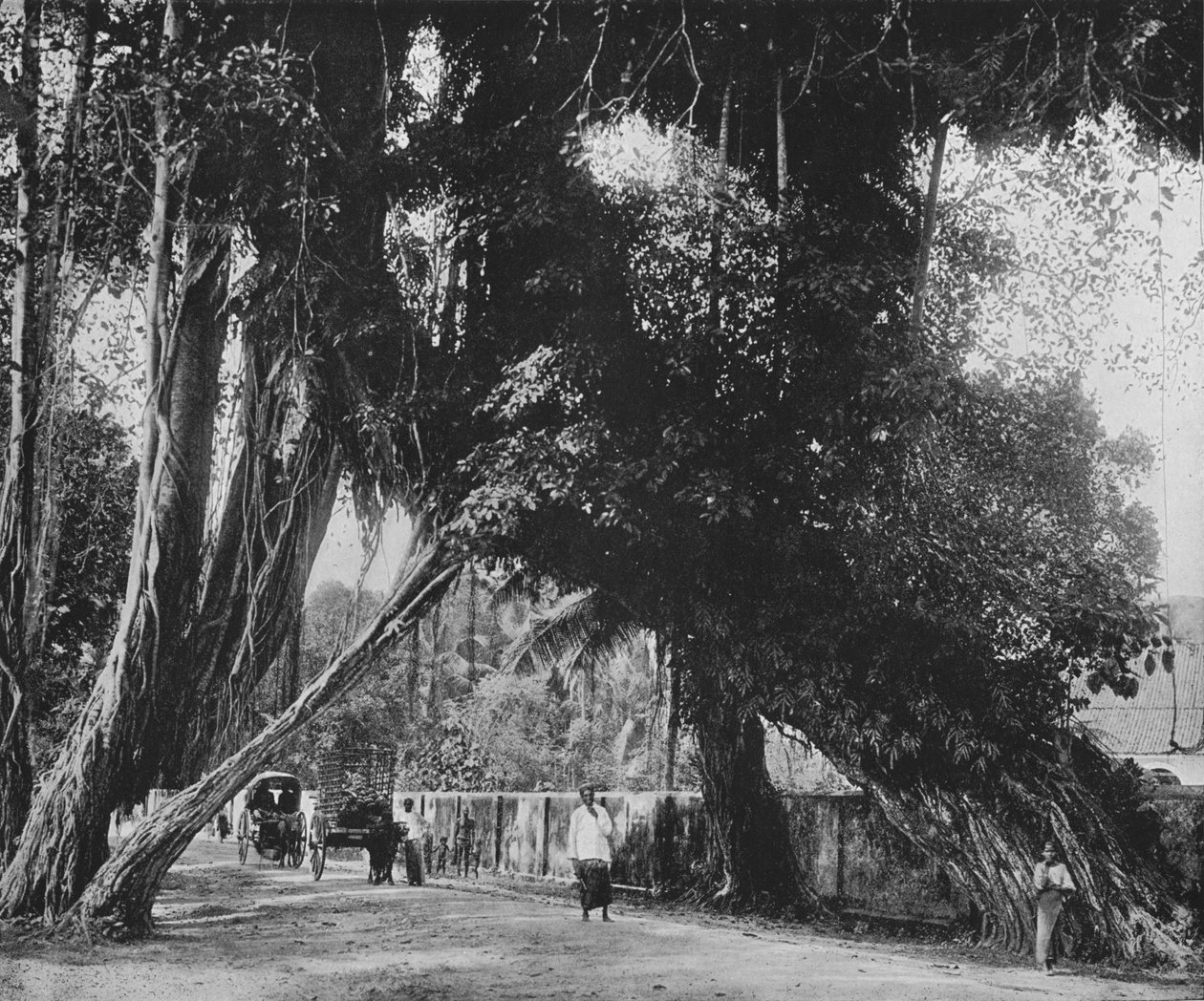 بانيان تري في كالوتارا ، c1890 ، 1910 بواسطة لوحة ألفريد ويليام أماندوس