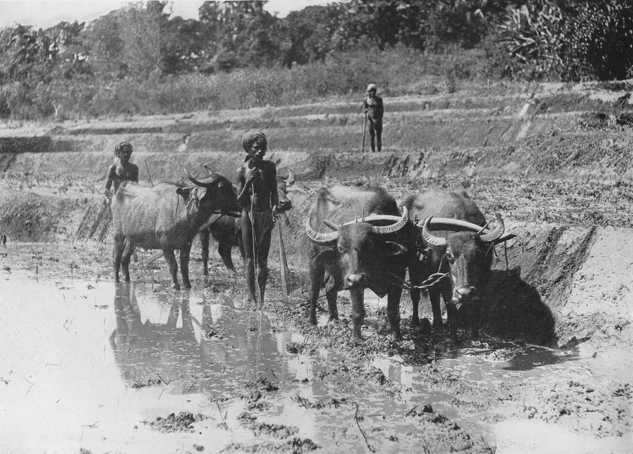 جاموس حرث حقول الأرز ، c1890 ، 1910 بواسطة لوحة ألفريد ويليام أماندوس