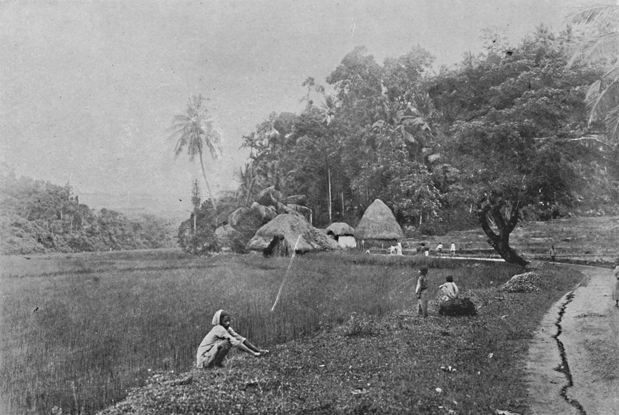 حقل بادي بالقرب من غامبولا ، c1890 ، 1910 بواسطة لوحة ألفريد ويليام أماندوس