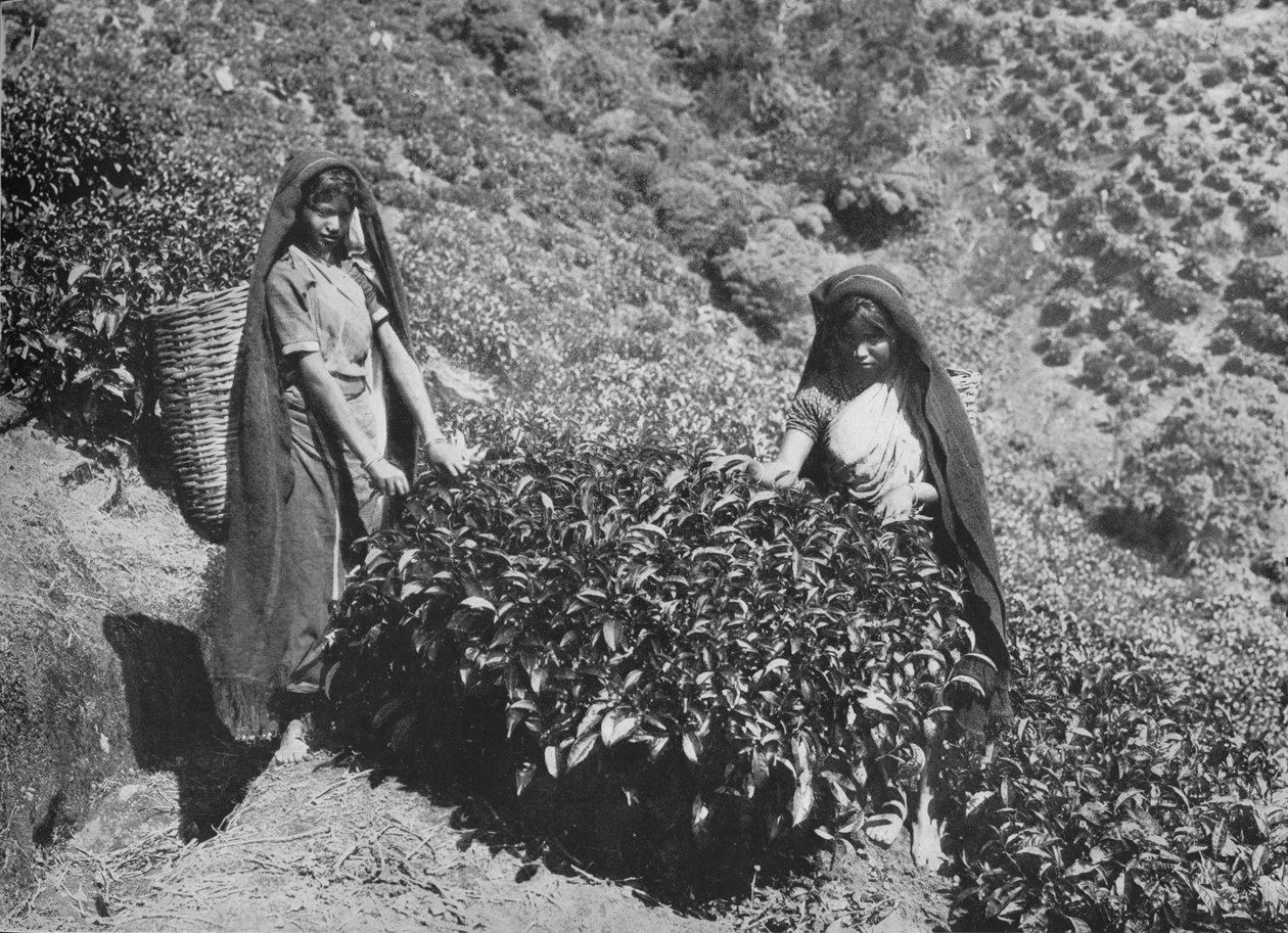 نتف على الشاي عزبة ، سيلان ، c1890 ، 1910 بواسطة لوحة ألفريد ويليام أماندوس
