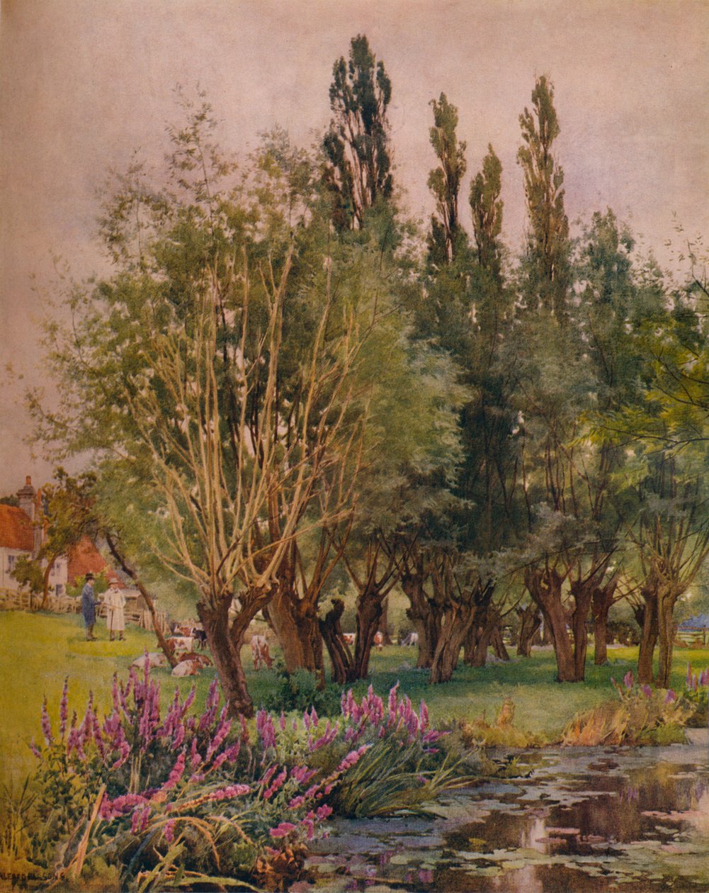 الأرجواني Loosestrife ، c1891 بواسطة ألفريد ويليام بارسونز