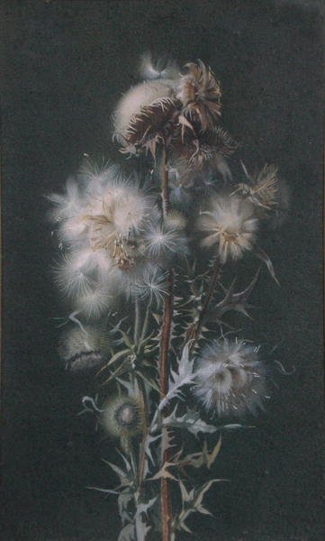 Thistledown (ألوان مائية على ورق) بواسطة أليس غراي